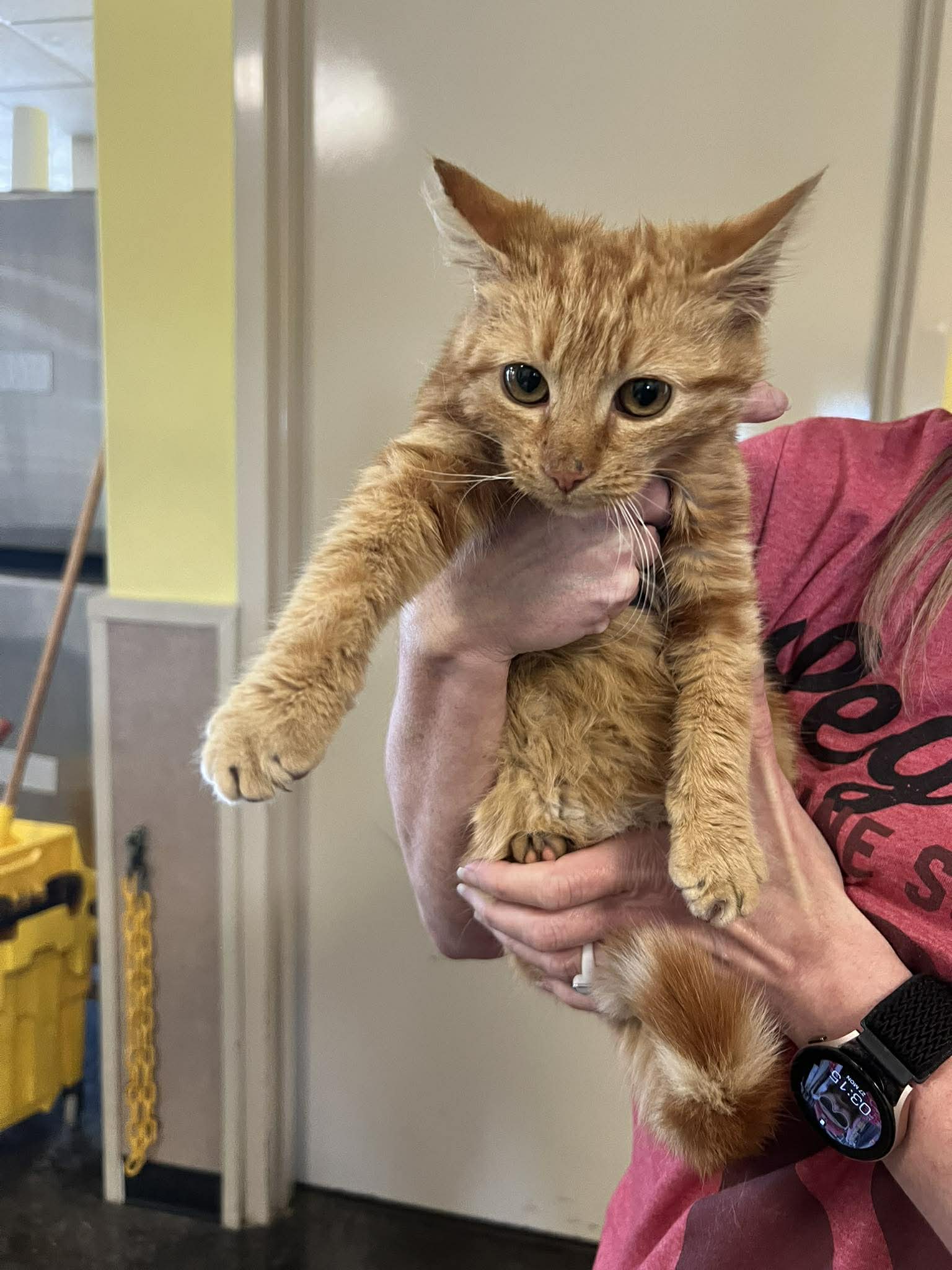 orange-cat1